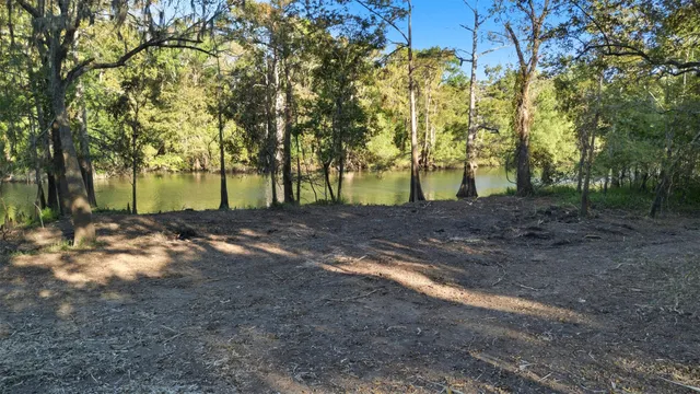 a view of backyard with tree