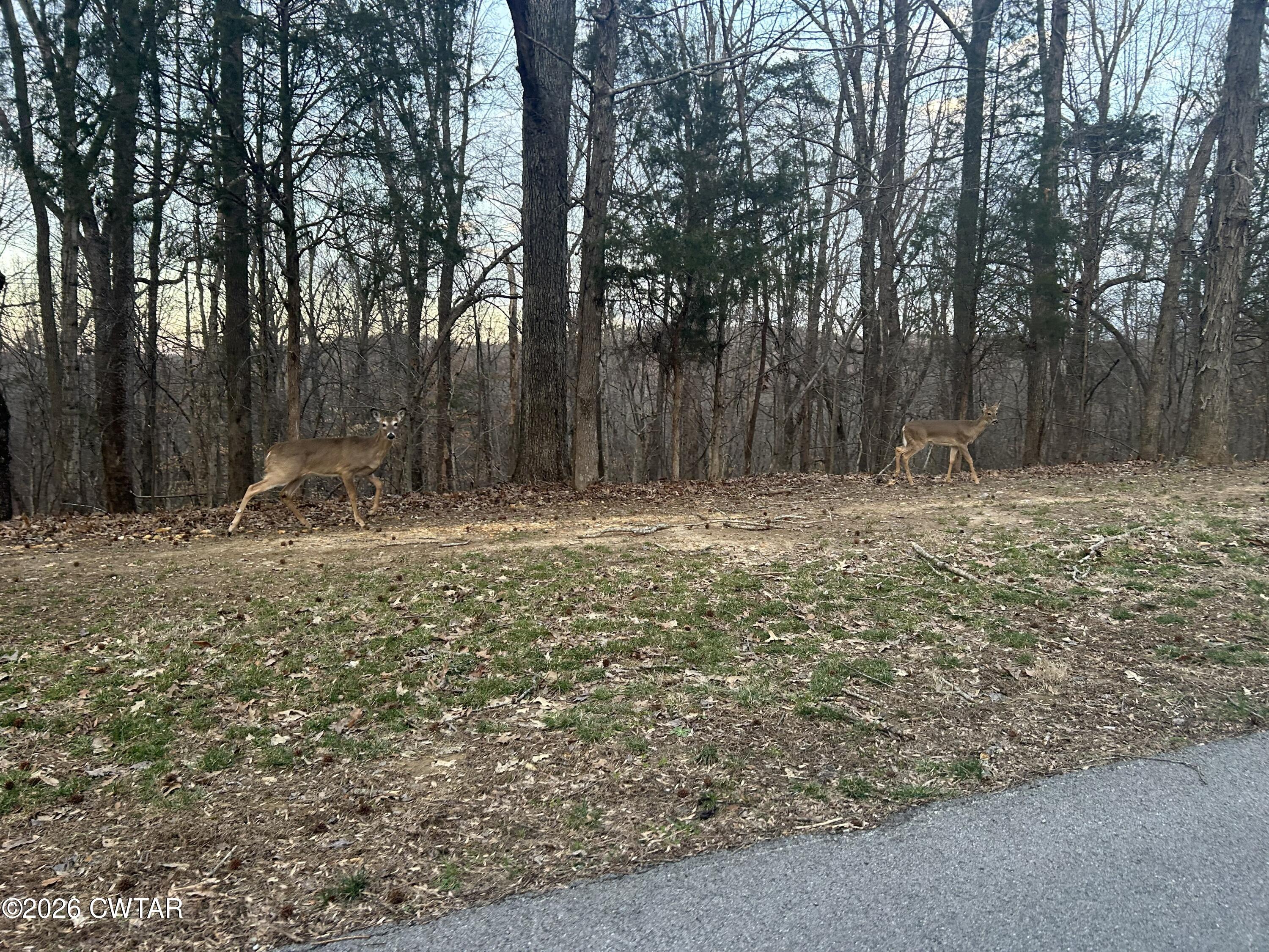 1782 Smith Chapel Road Decaturville, TN 38329 - Photo 22 of 22 a view of outdoor space with trees
