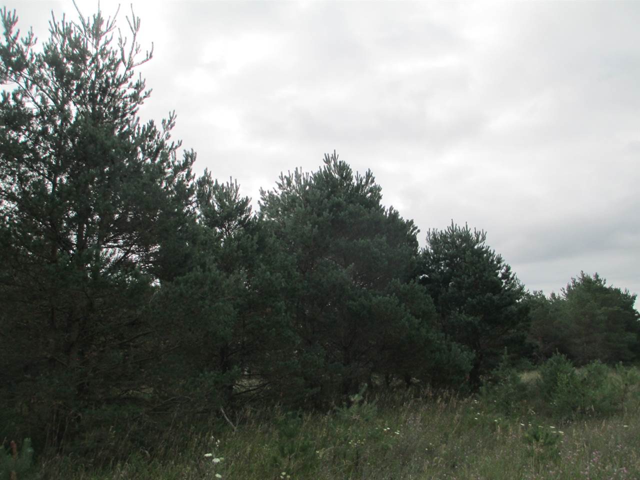 Anderson Road Kalkaska, MI 49646 - Photo 6 of 17 1860155-5.JPG
