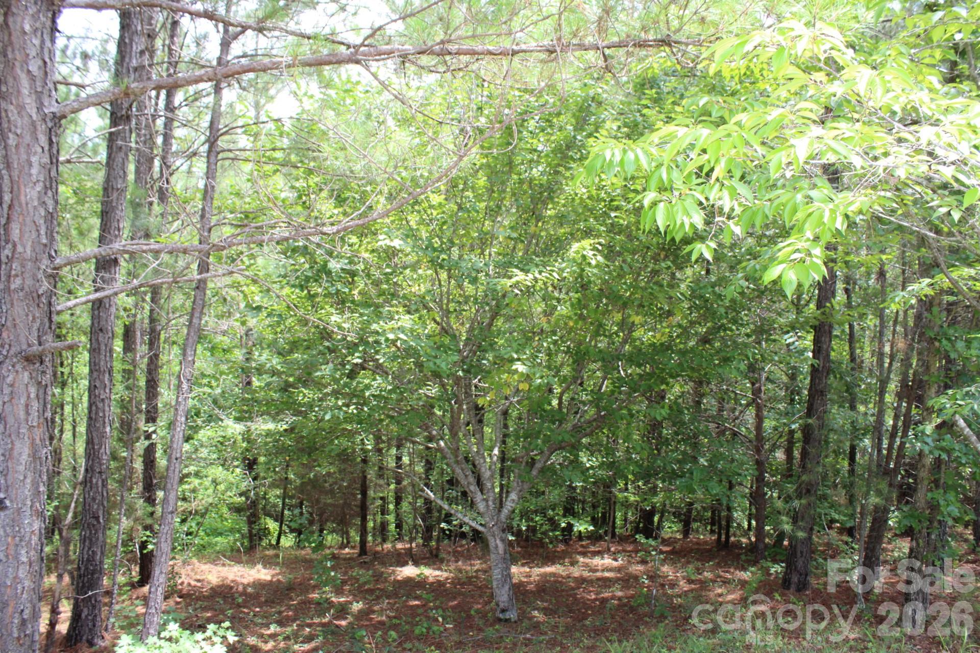 0 John Watson Road Rutherfordton, NC 28139 - Photo 8 of 26 Gallery Image 8