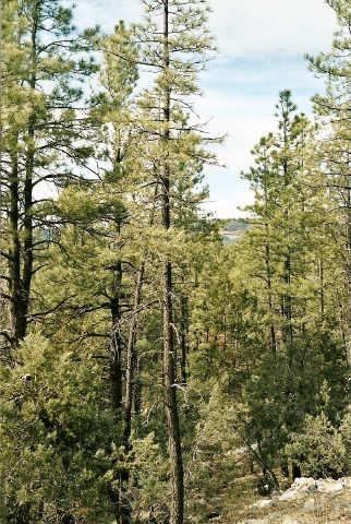 0 East Running Elk Road, Unit 4C Payson, AZ 85541 - Photo 4 of 6 Additional Photo