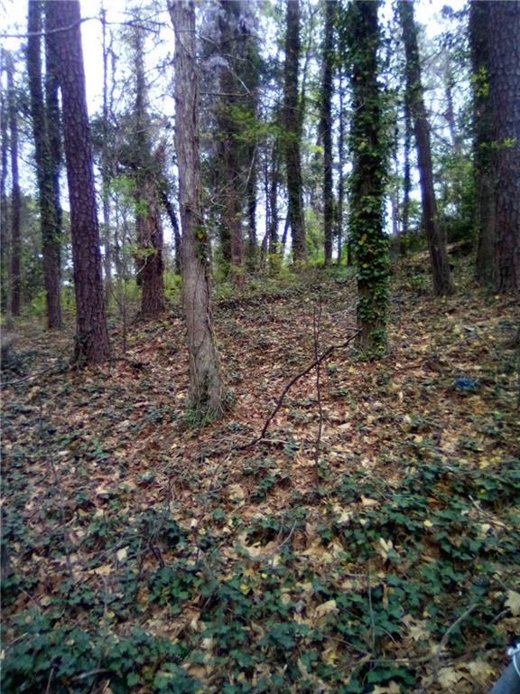 a view of a forest with trees