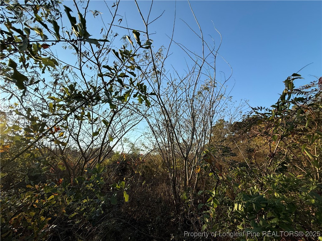 4083 Collier Road Wade, NC 28395 - Photo 5 of 10 a backyard of a house with lots of green space