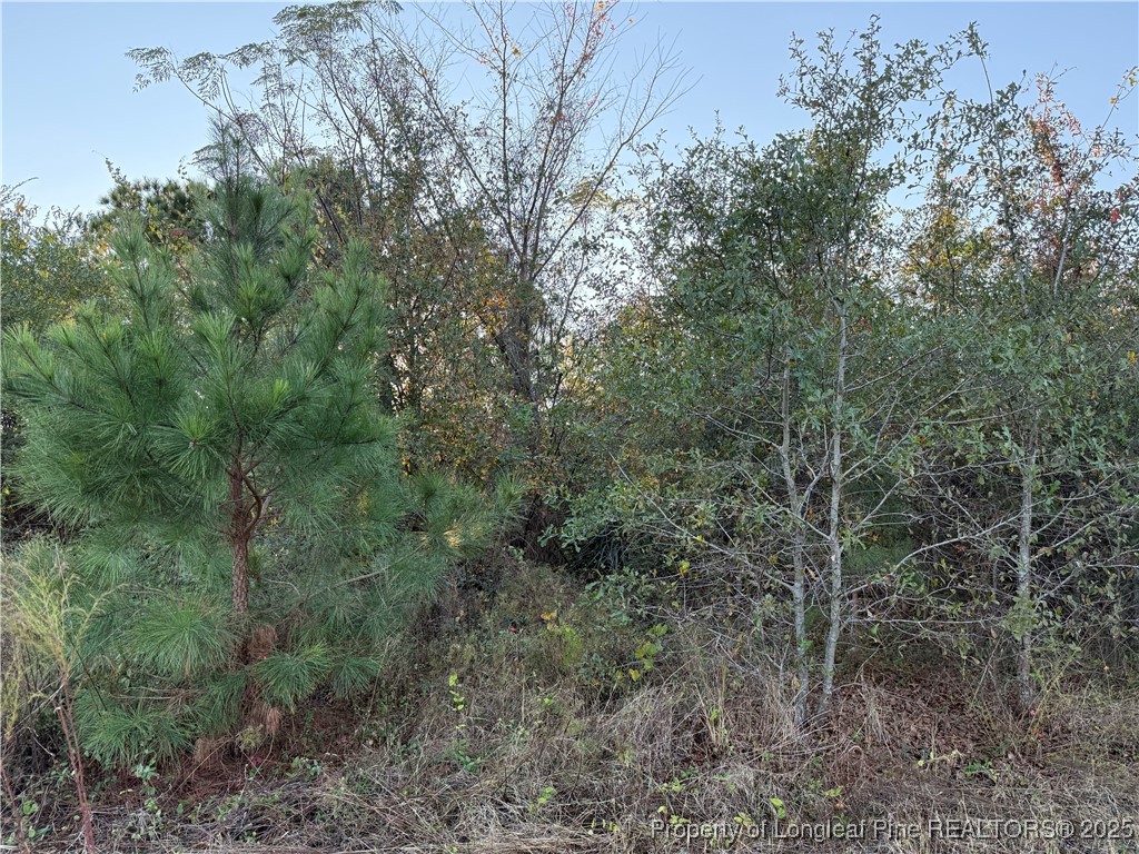 4083 Collier Road Wade, NC 28395 - Photo 7 of 10 a view of a lush green forest