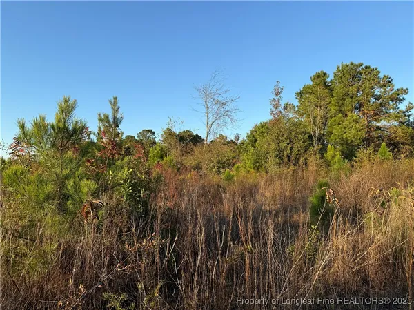 a view of a bunch of trees