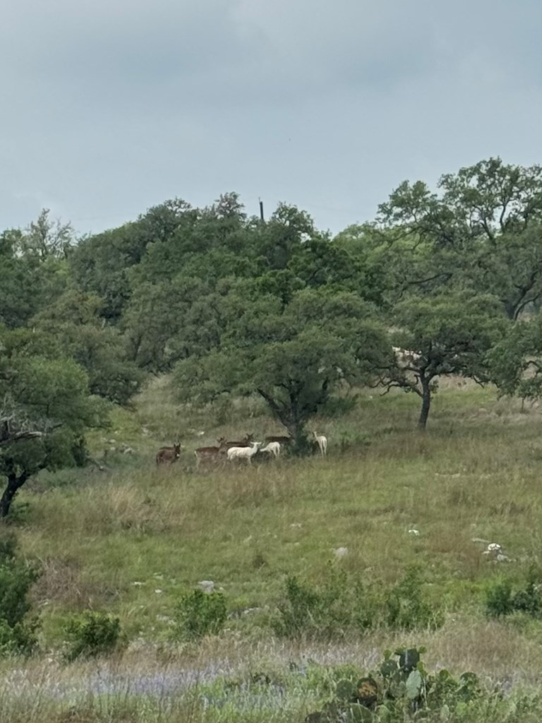 181 Real Lake House Road South Kerrville, TX 78028 - Photo 18 of 18