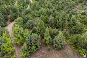 2657 East Oak Tree Drive, Unit 22 Springdale, UT 84767 - Photo 5 of 15 Bird's eye view of a forest