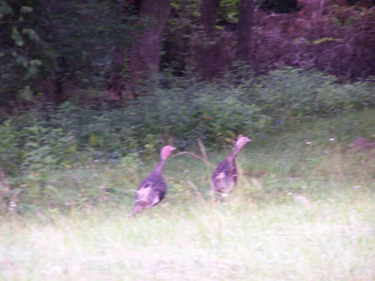 1 Rr Union, WV 24983 - Photo 22 of 22 Neighbors!