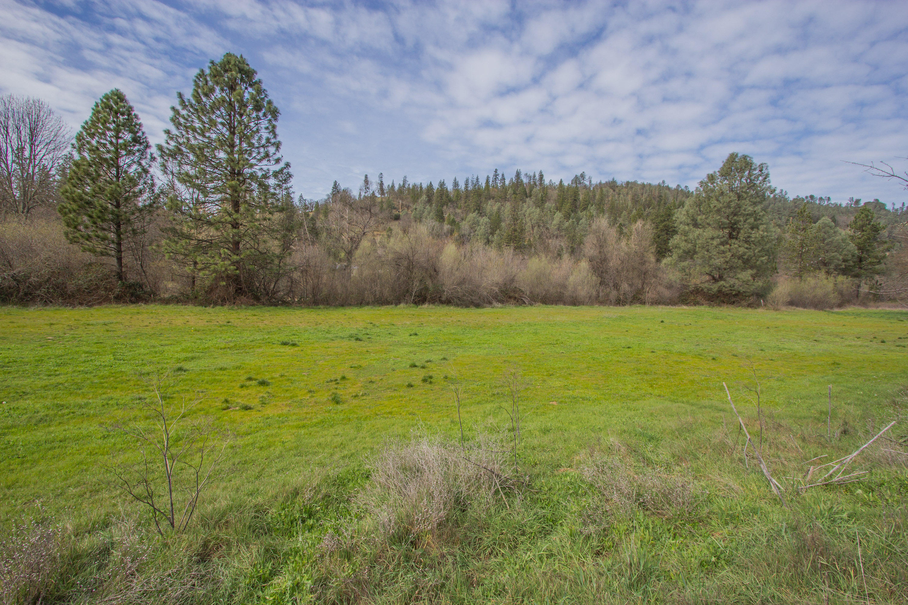 Deadwood Road Lewiston, CA 96052 - Photo 7 of 15 a view of a field with an trees