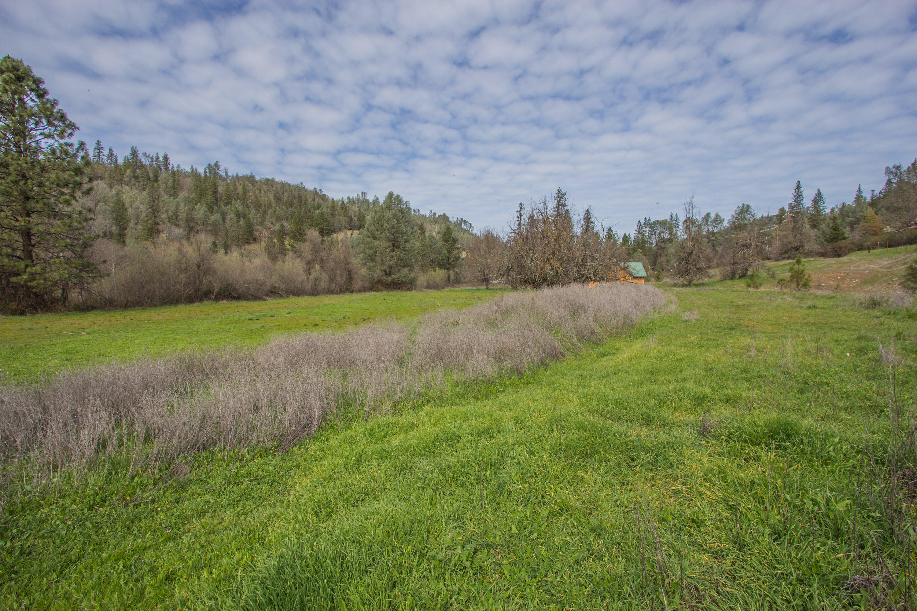 Deadwood Road Lewiston, CA 96052 - Photo 8 of 15 a view of a field with an trees