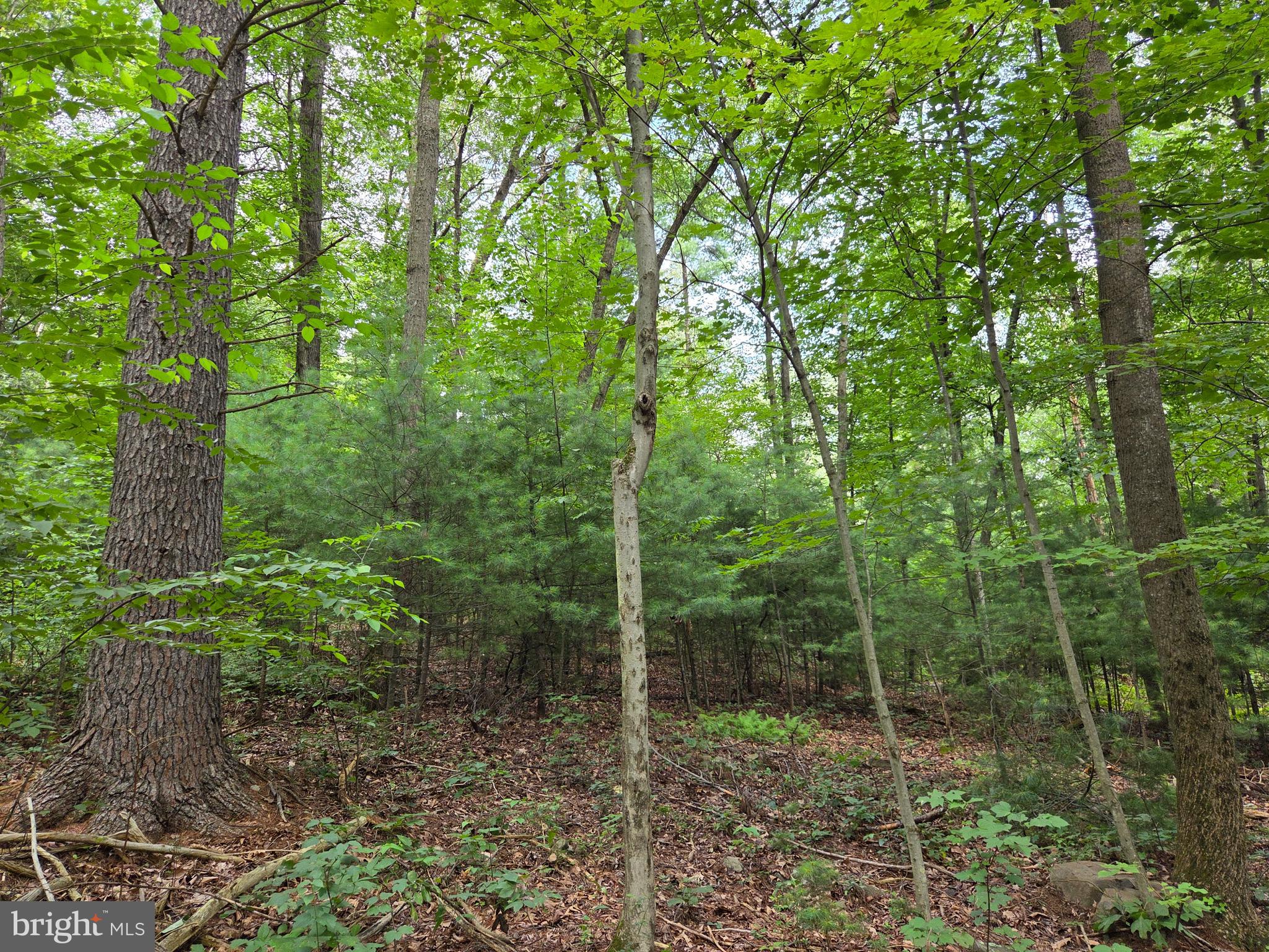 158 C Pleasant View Road Halifax, PA 17032 - Photo 49 of 59 a view of a forest