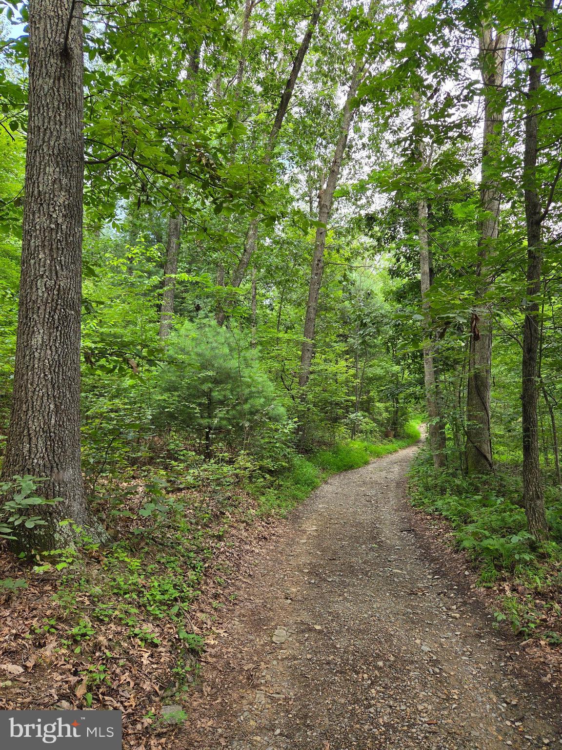 158 C Pleasant View Road Halifax, PA 17032 - Photo 50 of 59 a view of a lush green forest