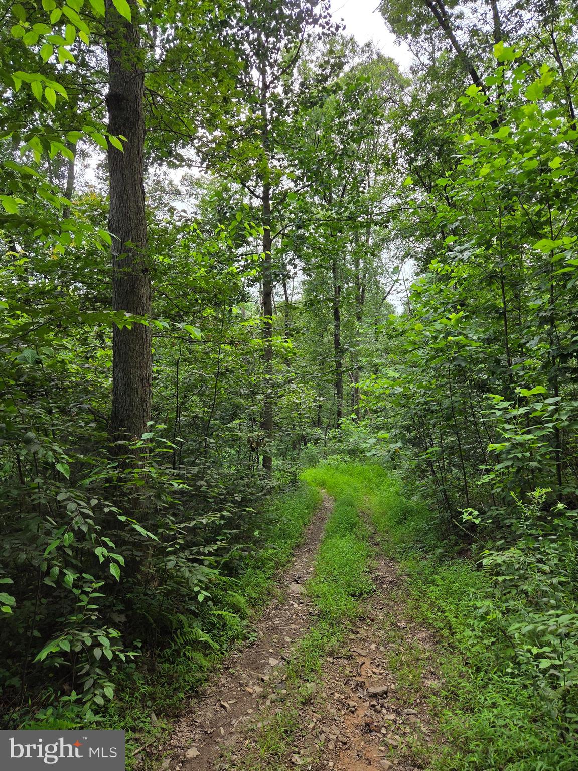 158 C Pleasant View Road Halifax, PA 17032 - Photo 51 of 59 a view of a forest