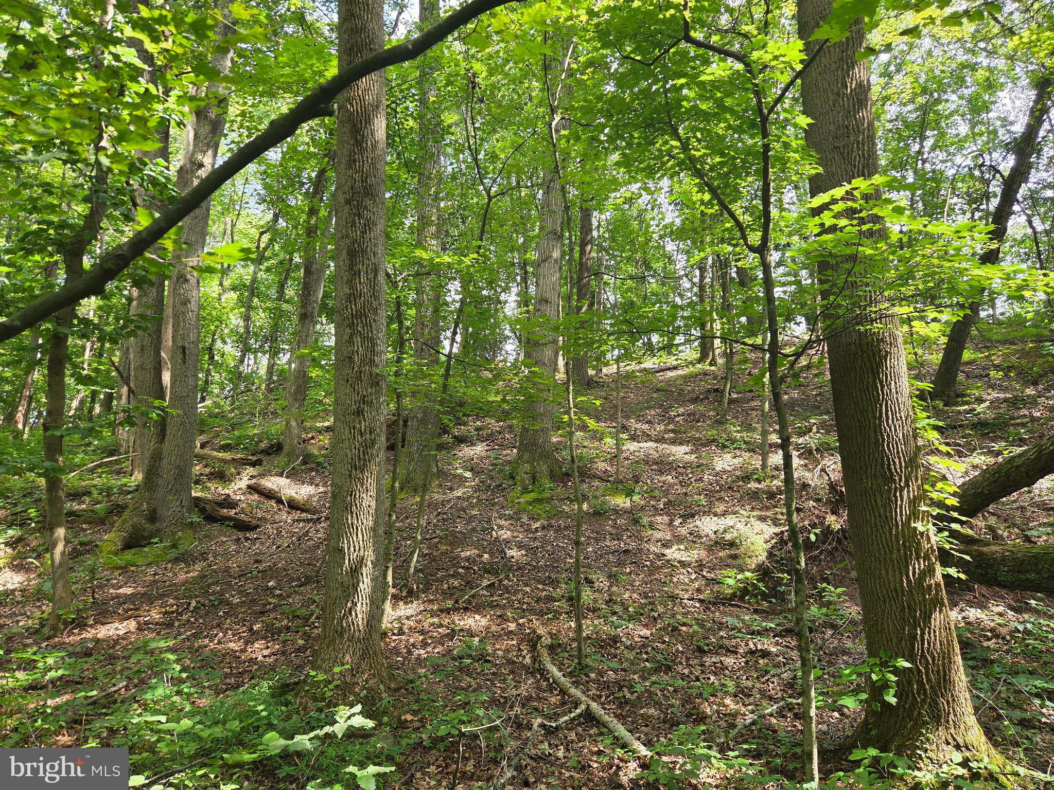 158 C Pleasant View Road Halifax, PA 17032 - Photo 52 of 59 a view of forest