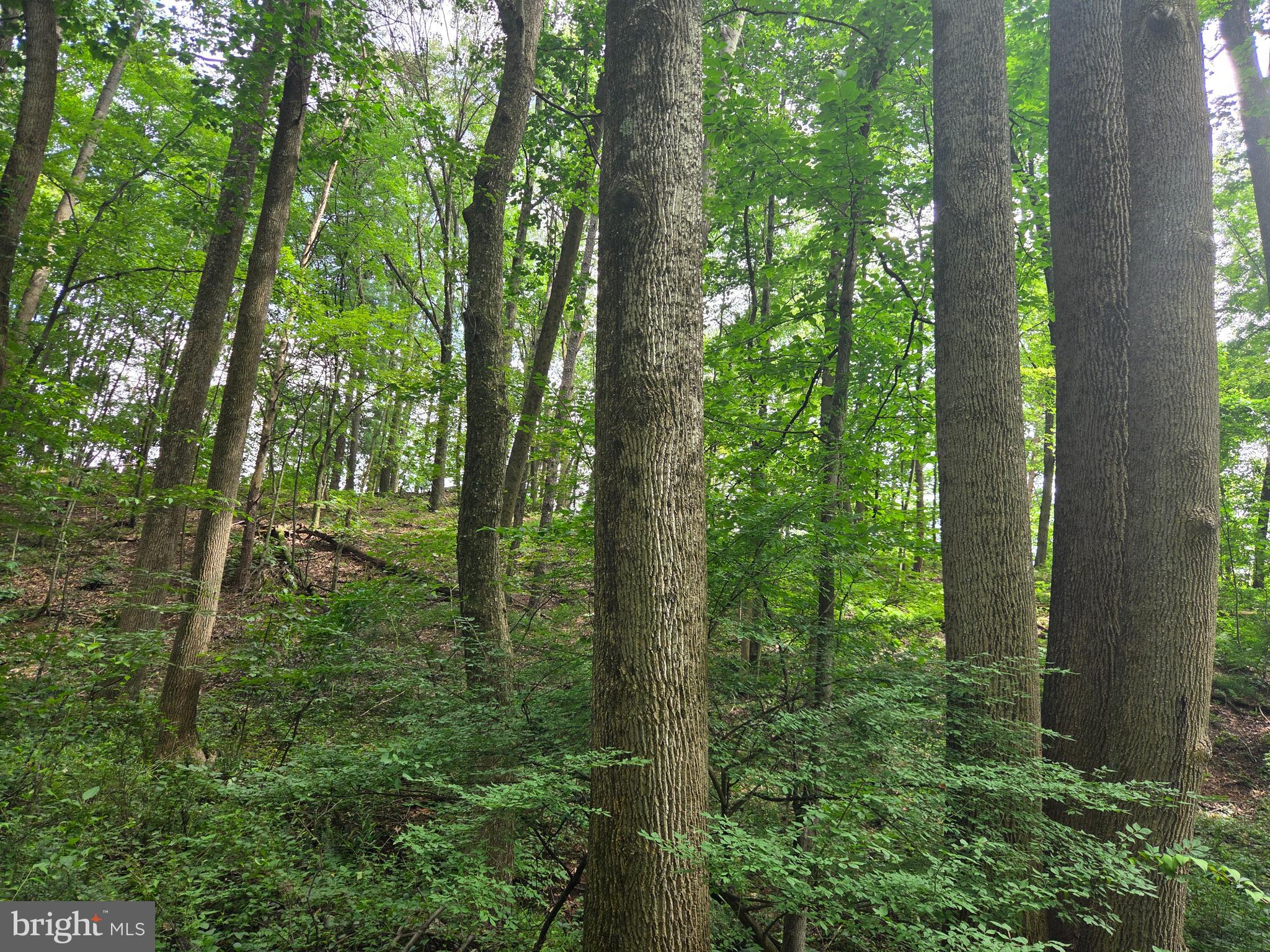 158 C Pleasant View Road Halifax, PA 17032 - Photo 53 of 59 a view of outdoor space and green space