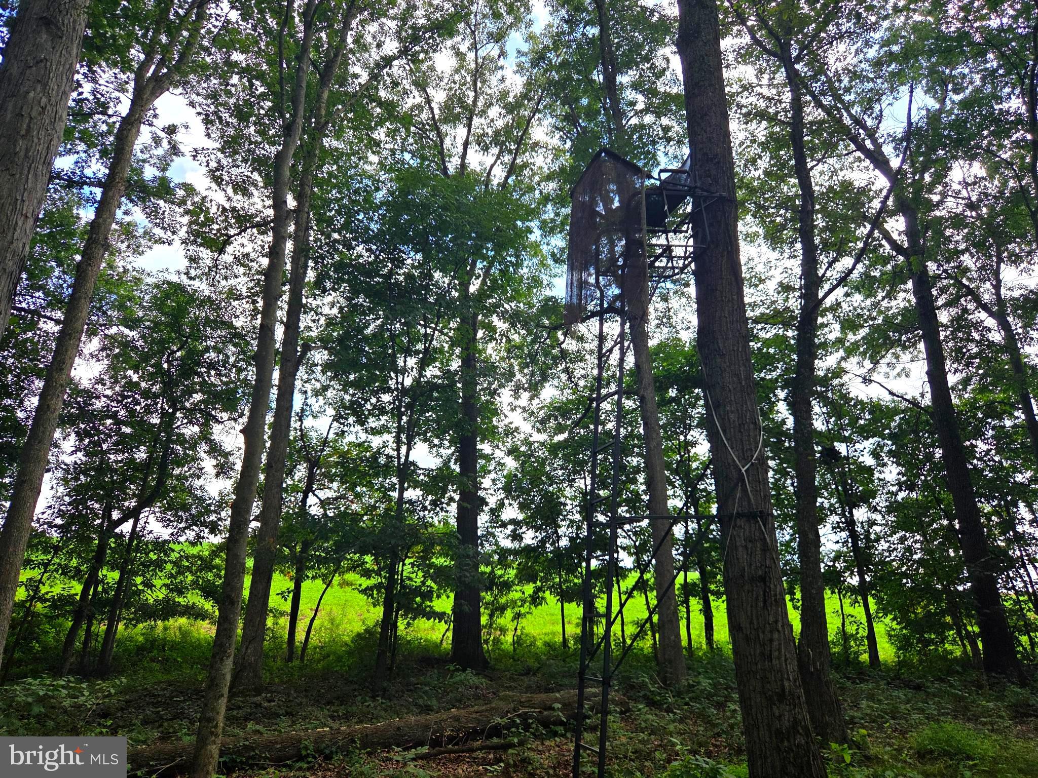 158 C Pleasant View Road Halifax, PA 17032 - Photo 56 of 59 a backyard of a house with lots of trees