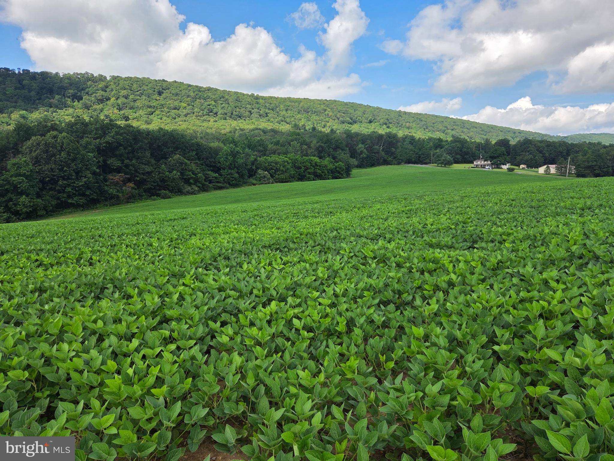 158 C Pleasant View Road Halifax, PA 17032 - Photo 57 of 59 a view of a green field with plants and large trees