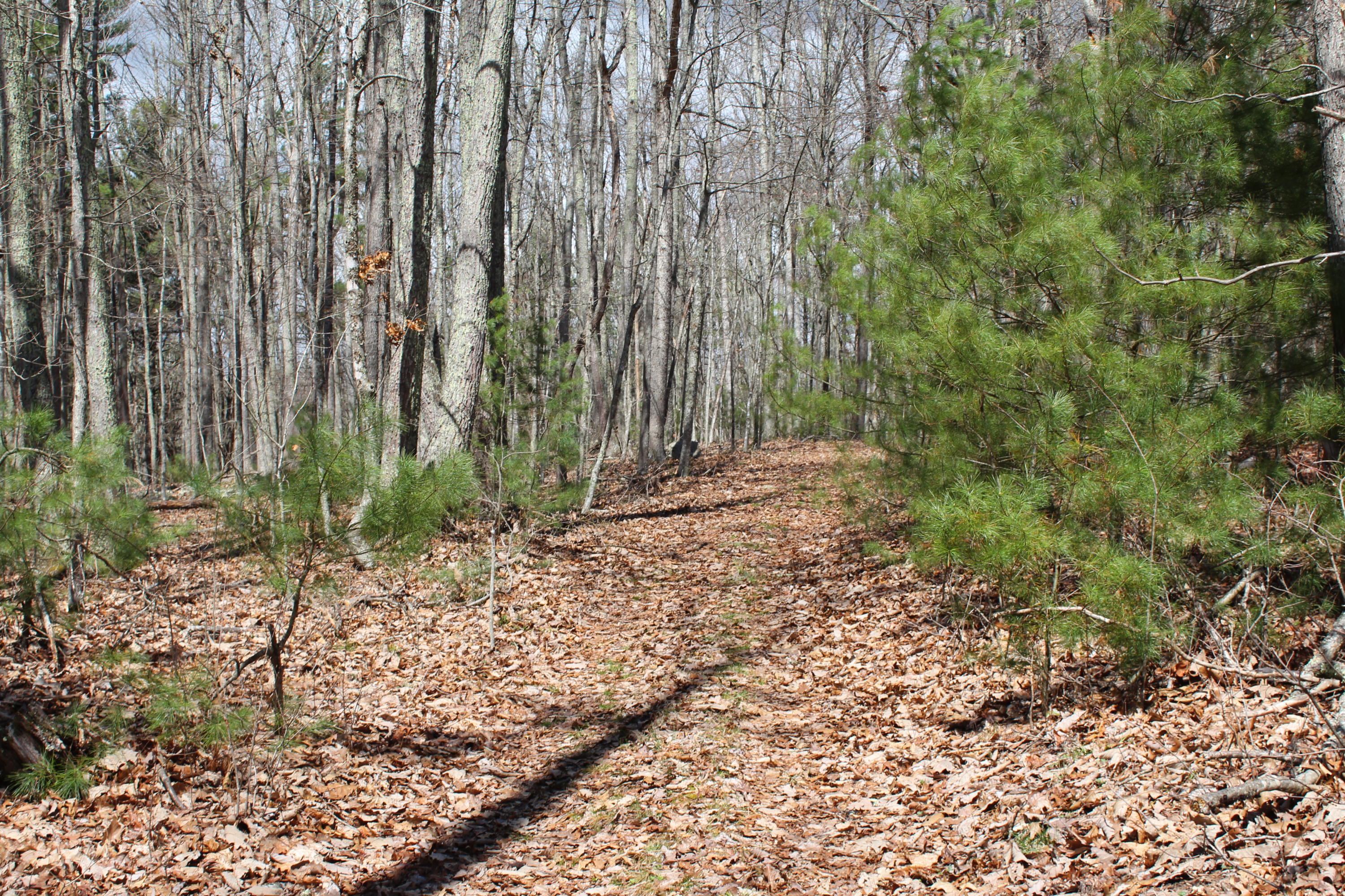 War Ridge Road Ballard, WV 24918 - Photo 5 of 7 Gallery Image 5