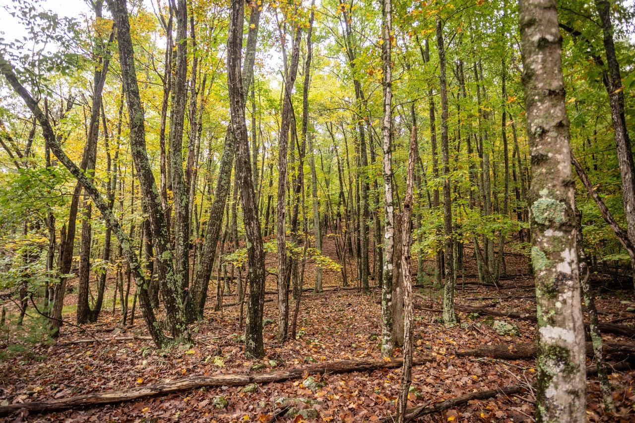 -8.87 Ac 8.87-ac Dry Run Road Sugar Grove, WV 26815 - Photo 6 of 35