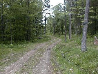 275 Leonhardt Road Becket, MA 01223 - Photo 2 of 2 a view of a forest with trees in the background
