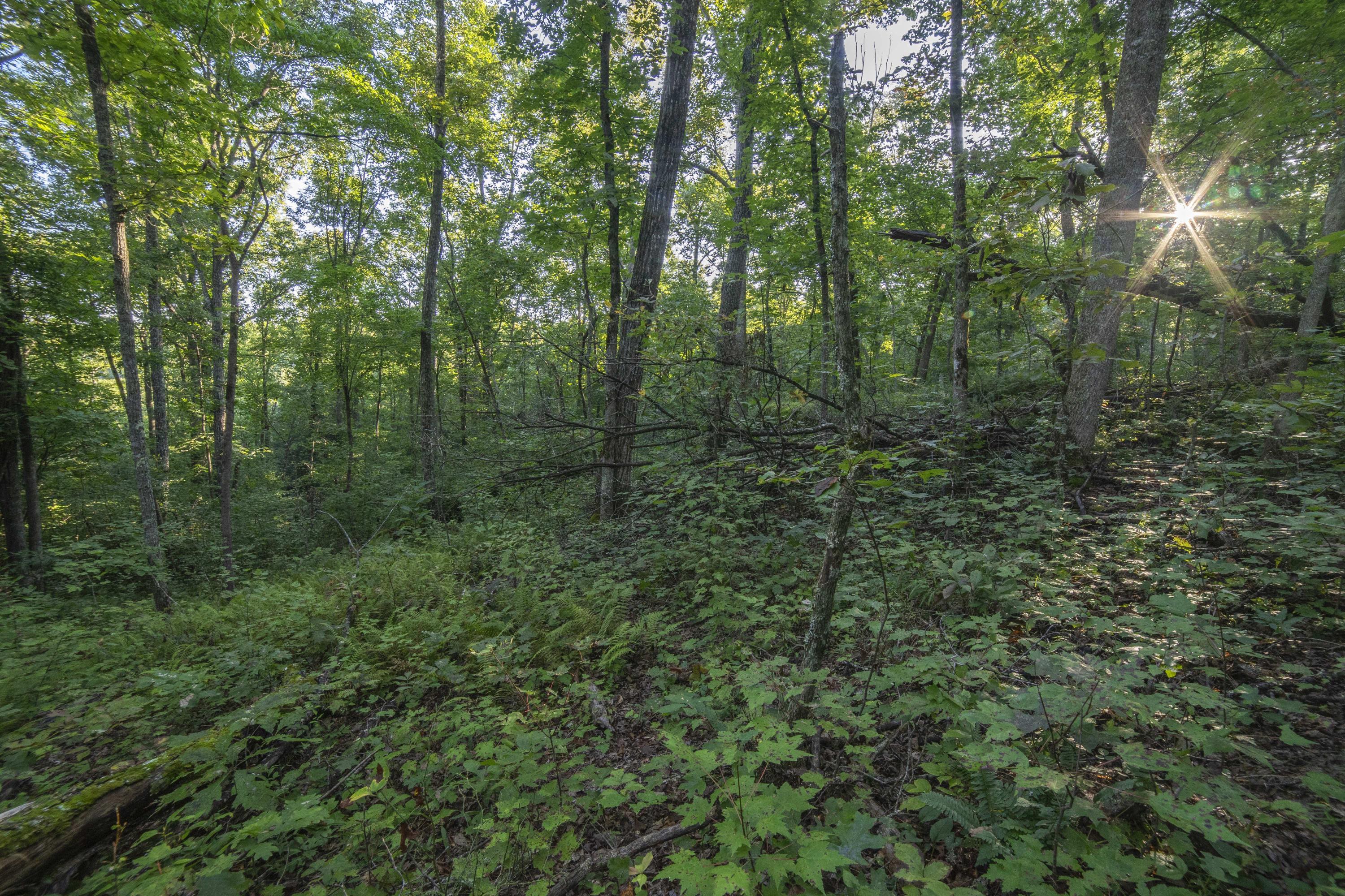 115 High Flats Road Monterey, TN 38574 - Photo 14 of 20 Photo 5_