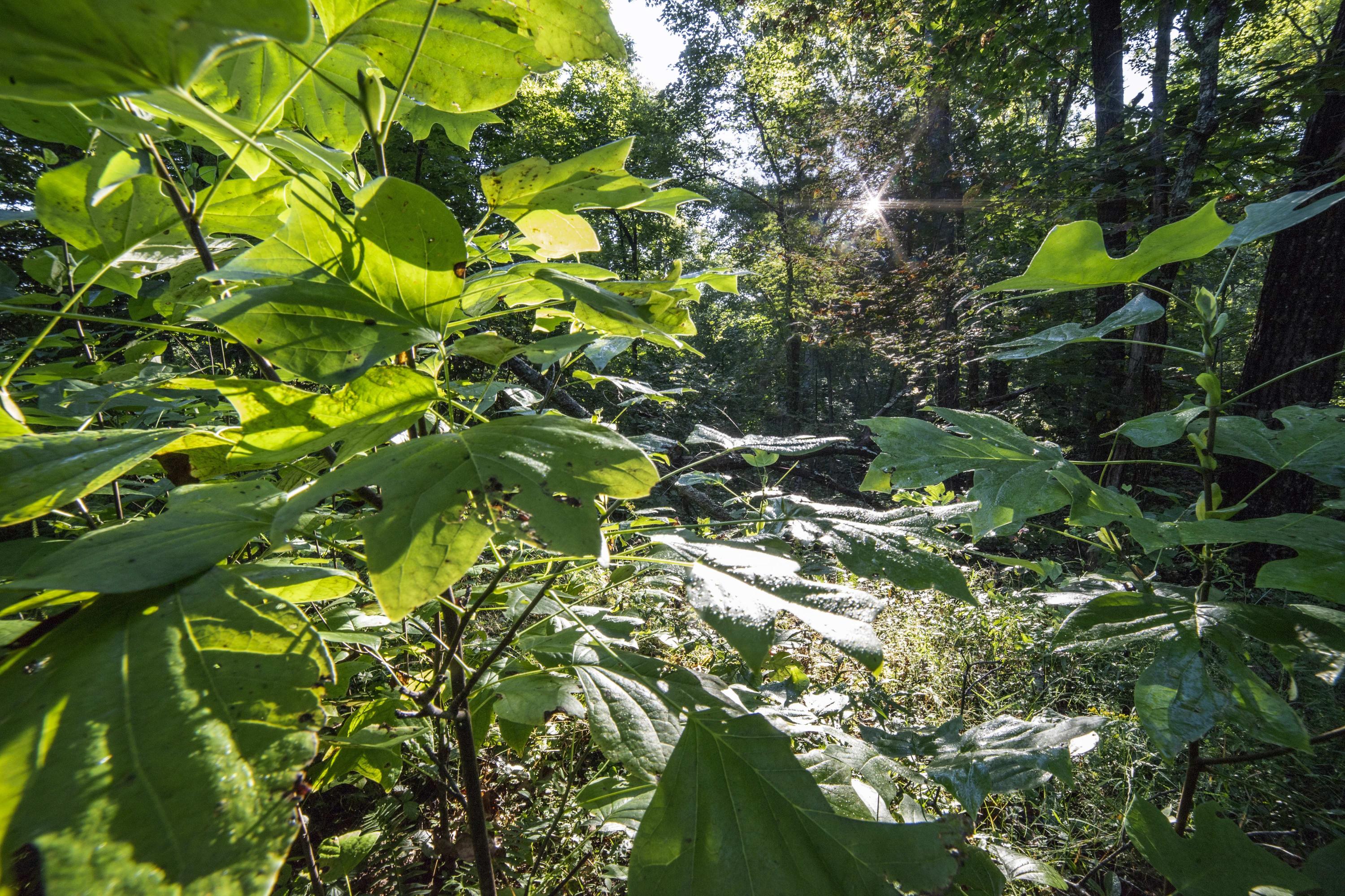 115 High Flats Road Monterey, TN 38574 - Photo 6 of 20 Small oaks in the sun