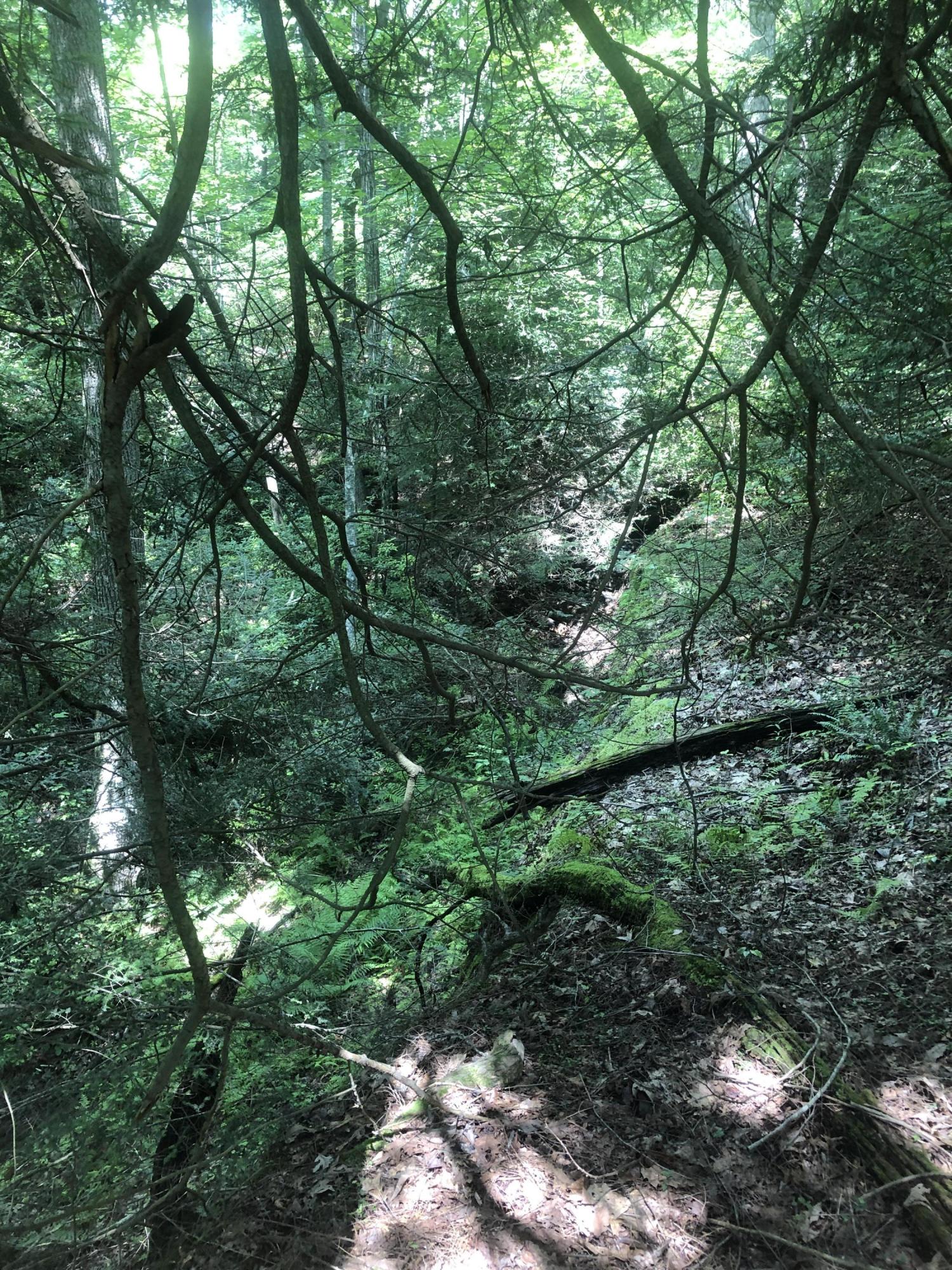 115 High Flats Road Monterey, TN 38574 - Photo 7 of 20 04 waterfall and ferns over bluff