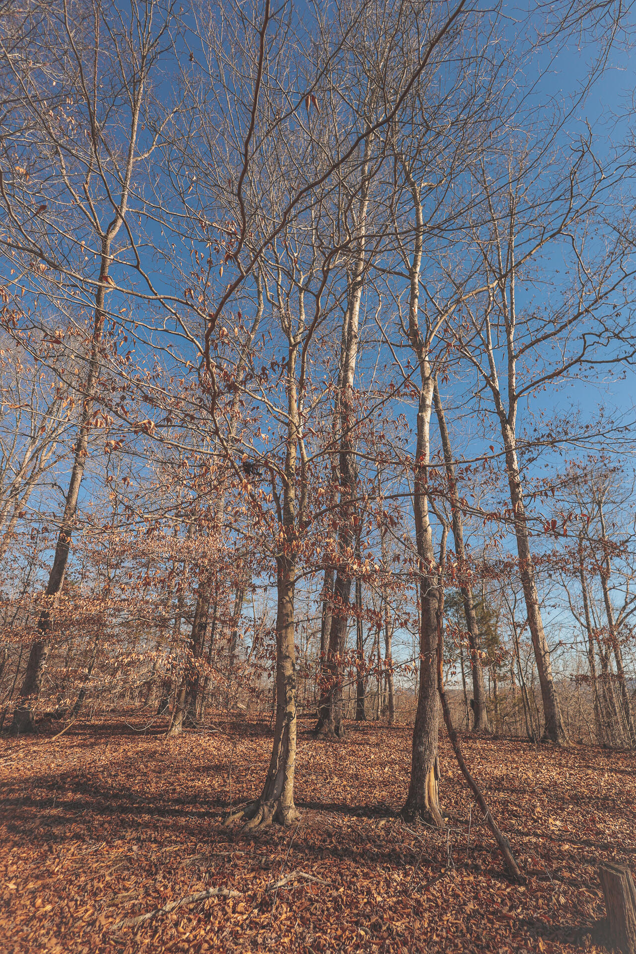 3229 Old State Highway 28 Dunlap, TN 37327 - Photo 31 of 92 27