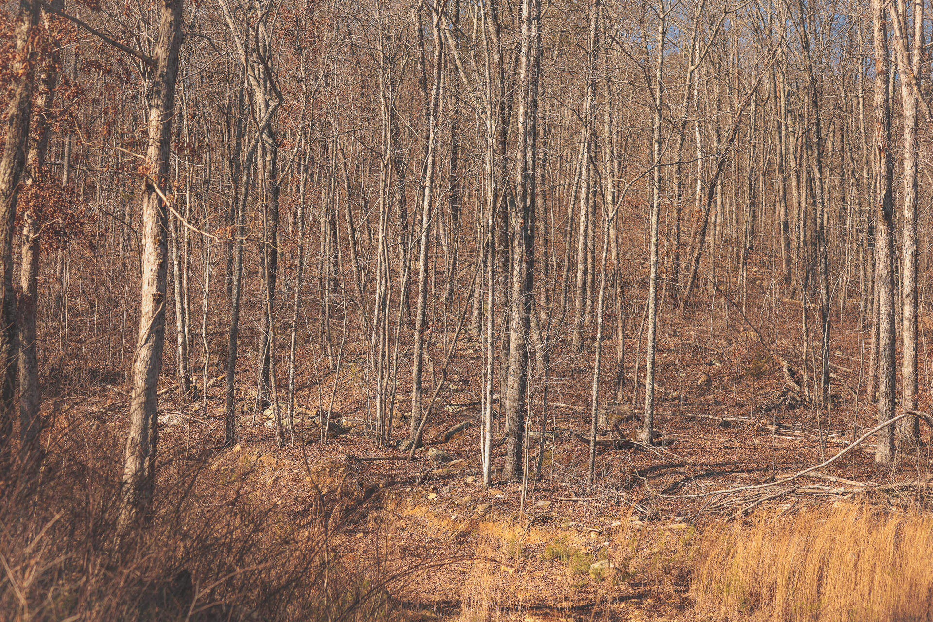 3229 Old State Highway 28 Dunlap, TN 37327 - Photo 34 of 92 30