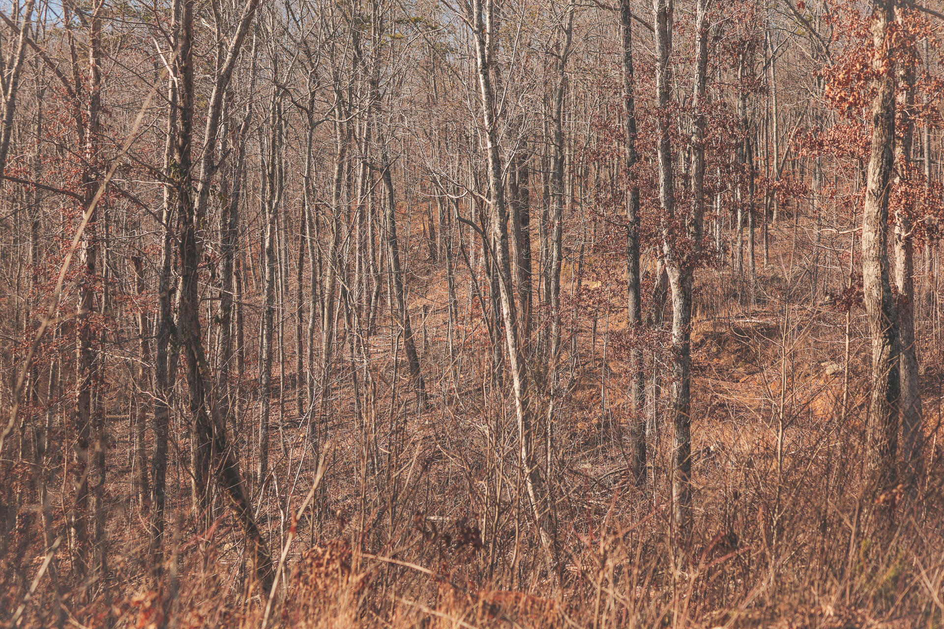 3229 Old State Highway 28 Dunlap, TN 37327 - Photo 35 of 92 31