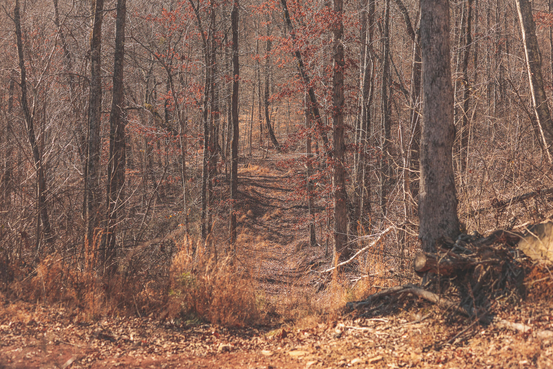 3229 Old State Highway 28 Dunlap, TN 37327 - Photo 36 of 92 32