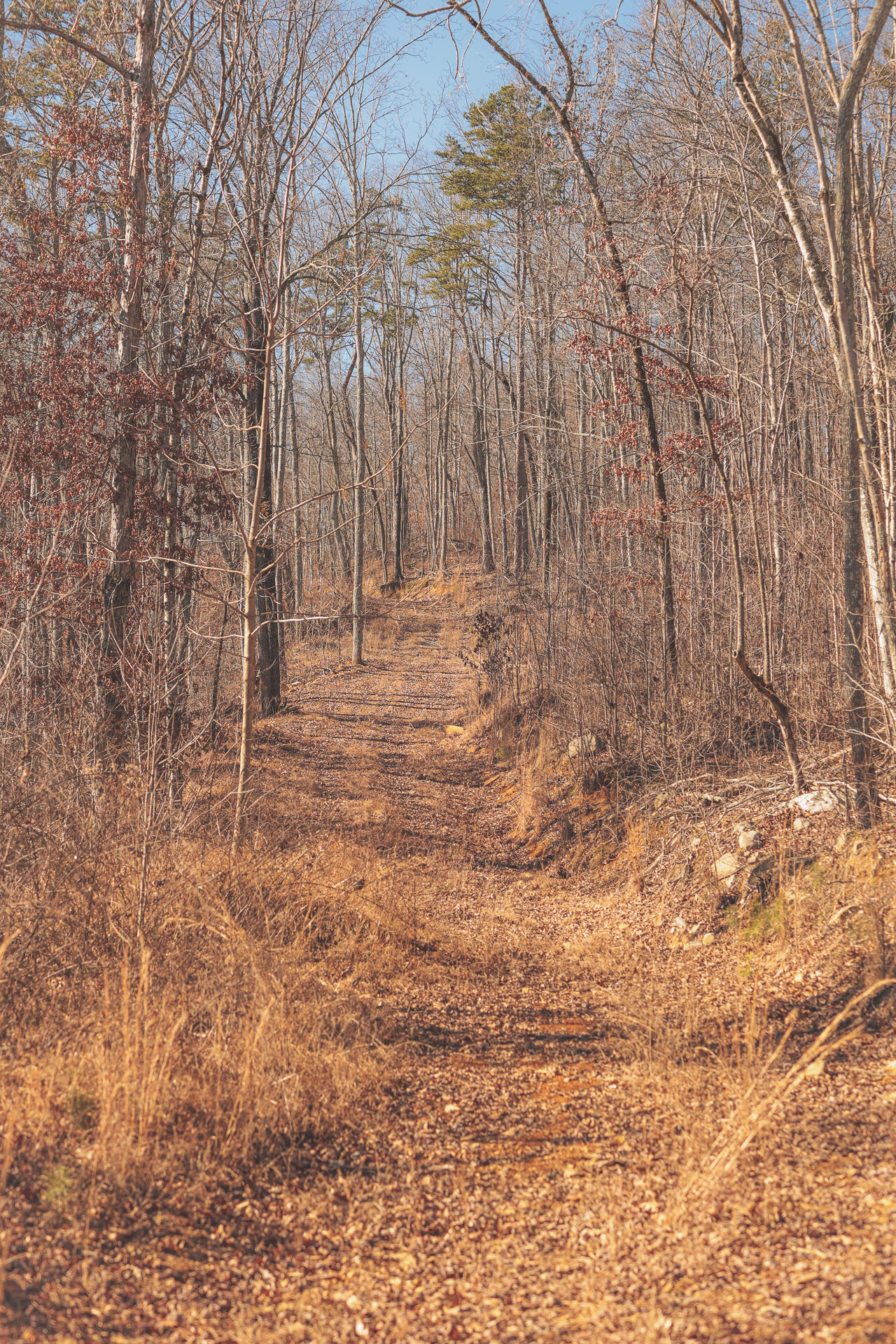 3229 Old State Highway 28 Dunlap, TN 37327 - Photo 37 of 92 33