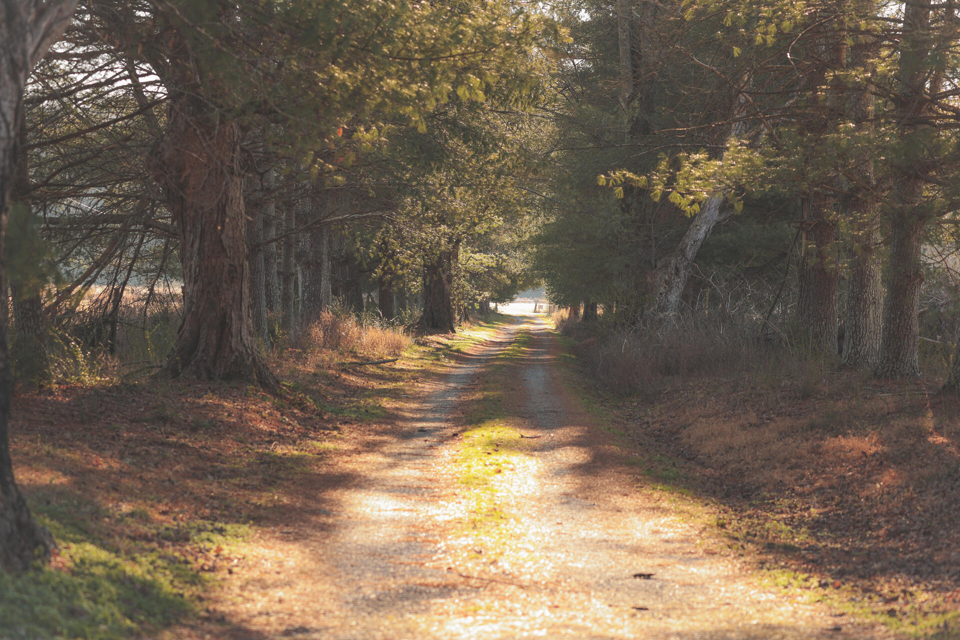 3229 Old State Highway 28 Dunlap, TN 37327 - Photo 73 of 92 69