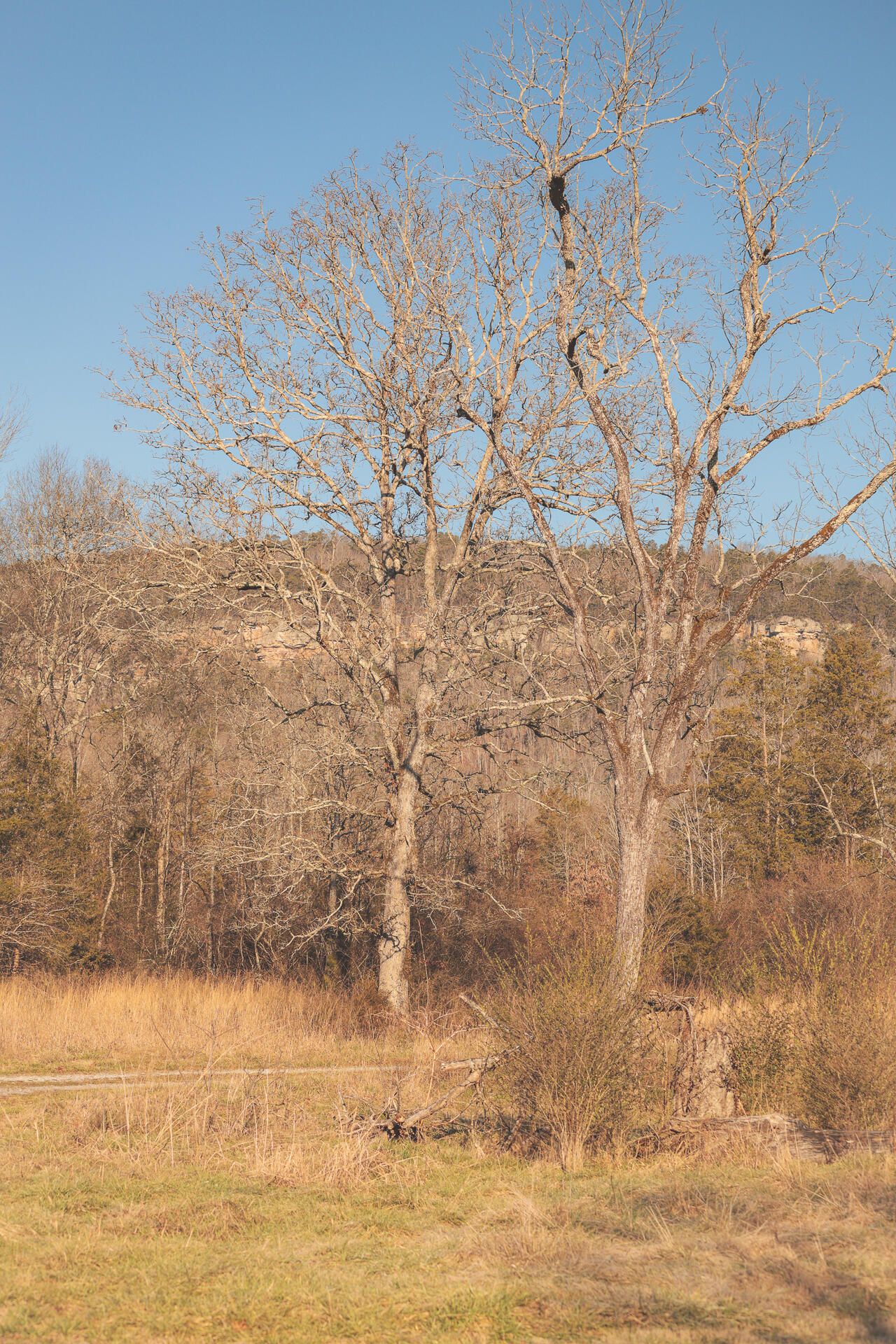 3229 Old State Highway 28 Dunlap, TN 37327 - Photo 75 of 92 71