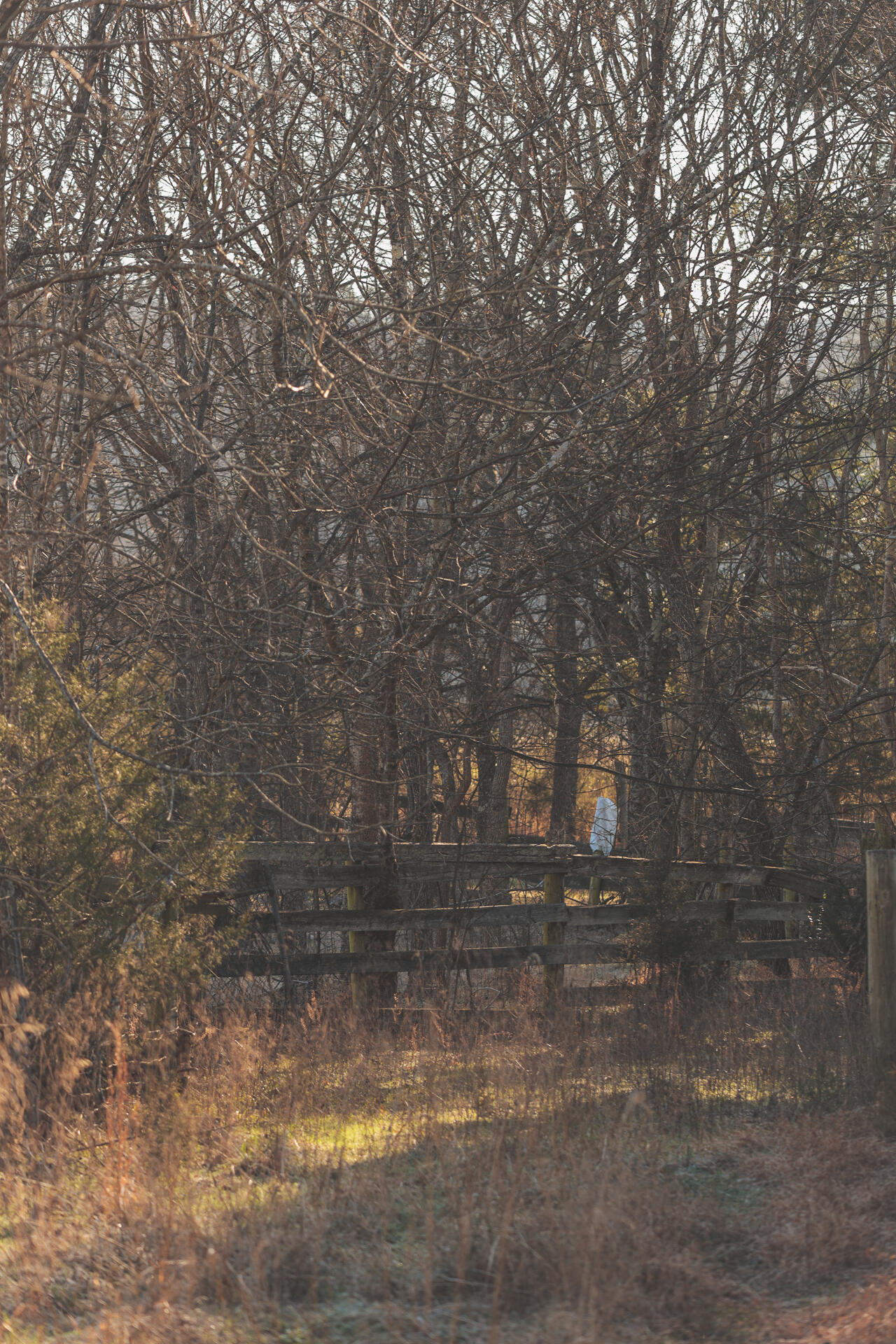 3229 Old State Highway 28 Dunlap, TN 37327 - Photo 80 of 92 76