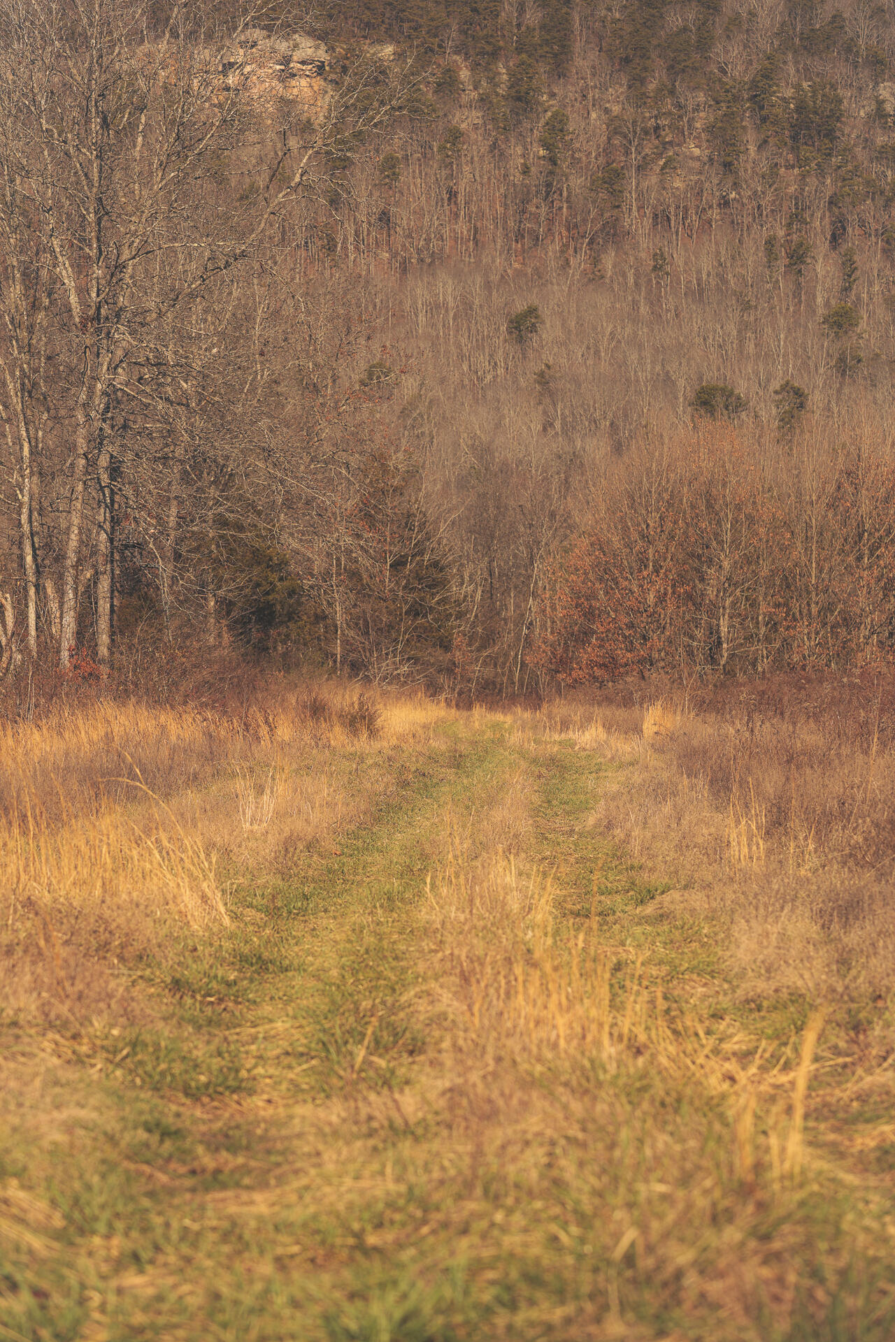 3229 Old State Highway 28 Dunlap, TN 37327 - Photo 87 of 92 83