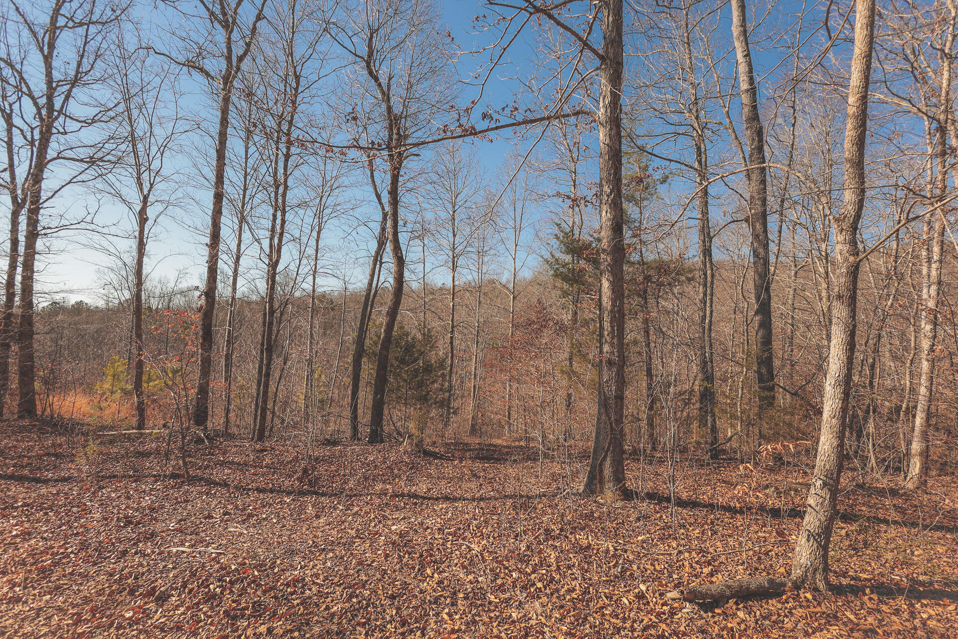 3229 Old State Highway 28 Dunlap, TN 37327 - Photo 92 of 92 88