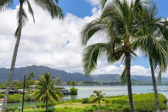 a view of three palm trees