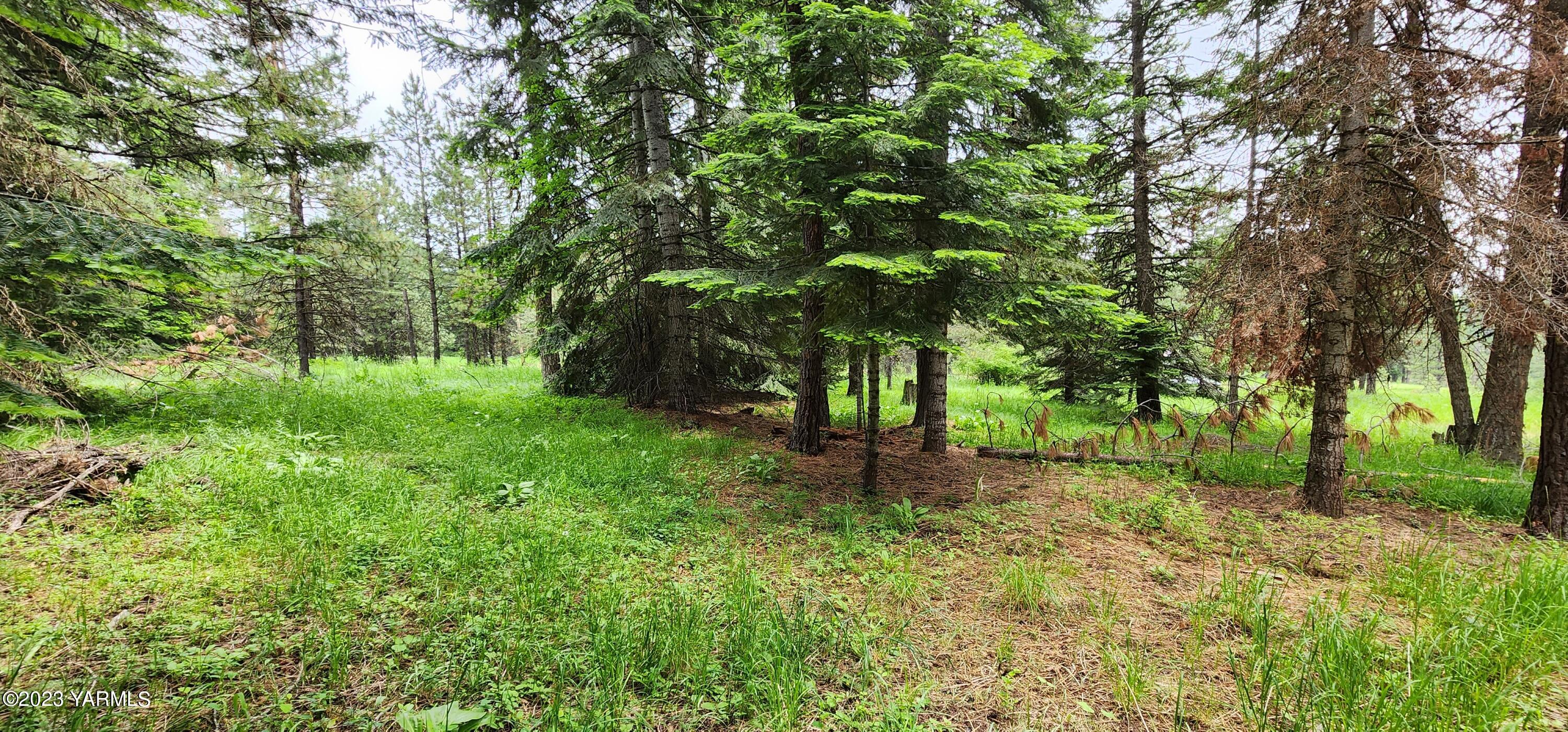 384 Cody Road Anatone, WA 99401 - Photo 12 of 33 a green field with lots of trees