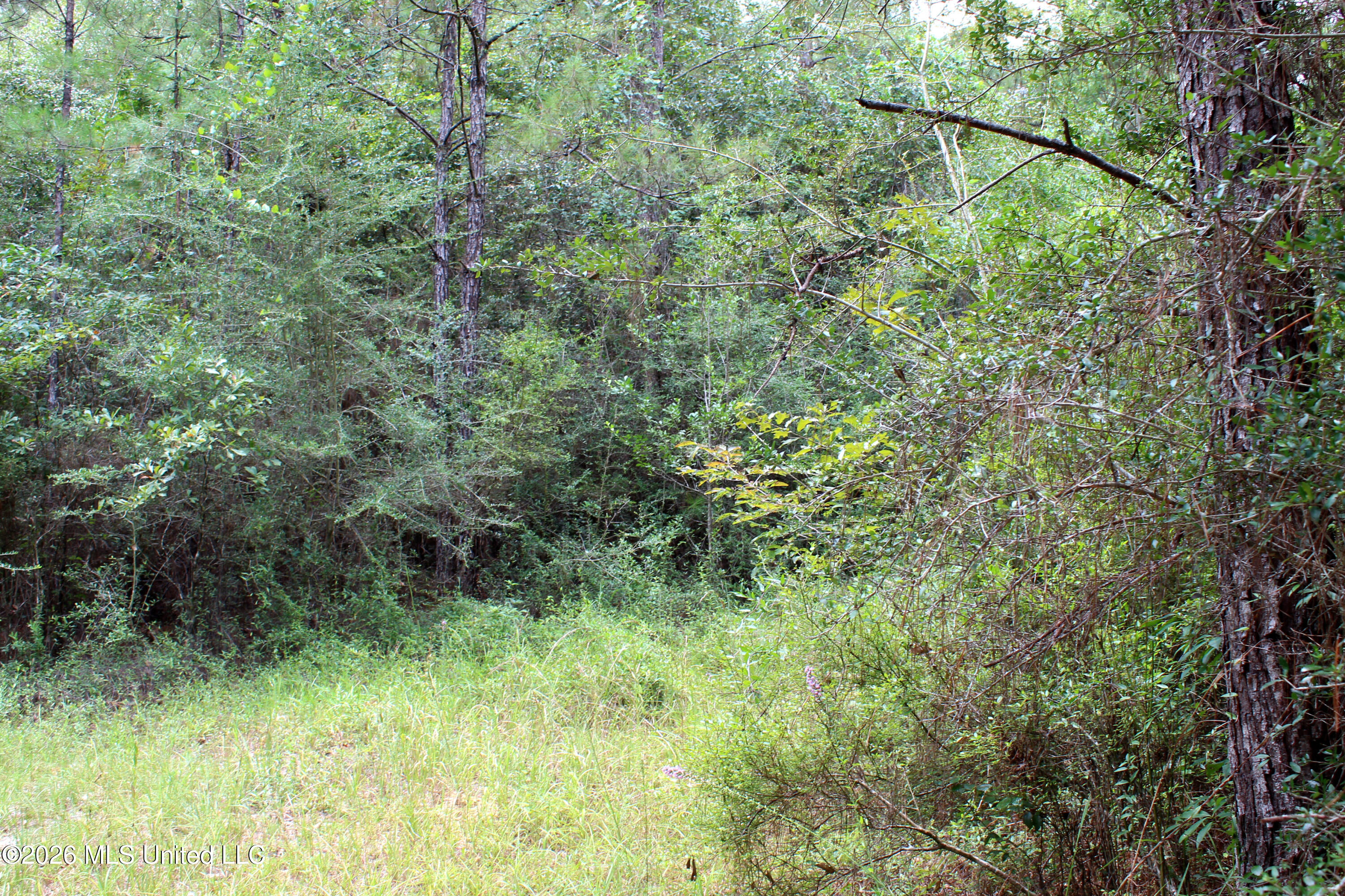John Kelly Road Lucedale, MS 39452 - Photo 4 of 10 4091ED02-8E27-4F2D-AD6D-1FF871D41859