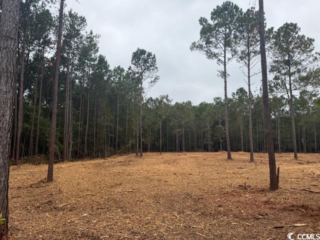 3 A McNabb Road Loris, SC 29569 - Photo 2 of 4 View of woods