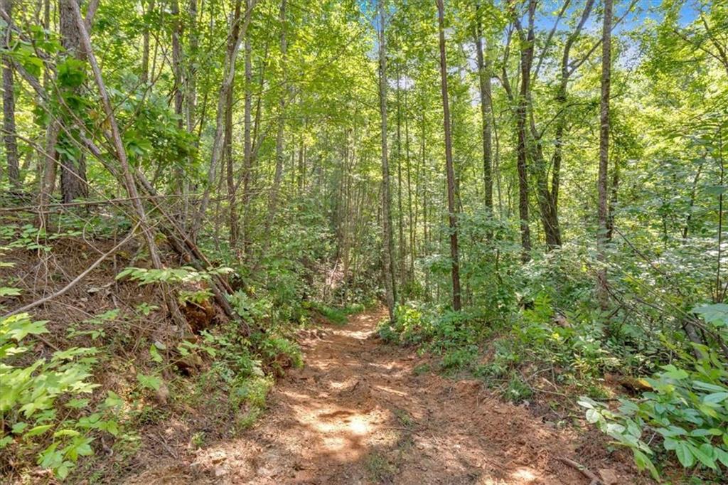 196 Whitestone Drive Talking Rock, GA 30175 - Photo 45 of 62 a view of a yard with plants and trees