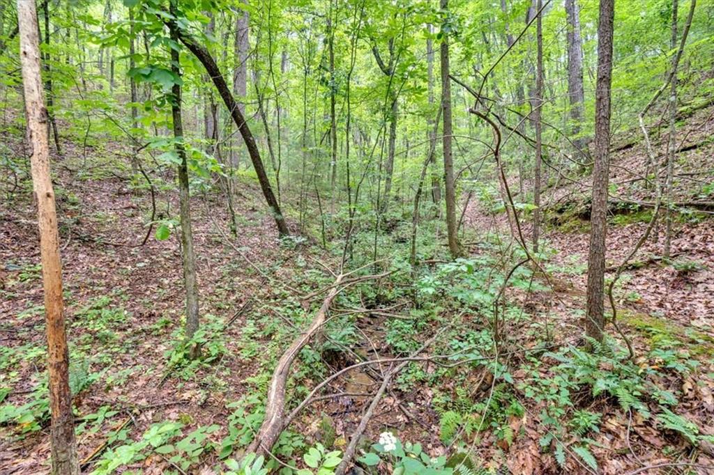 196 Whitestone Drive Talking Rock, GA 30175 - Photo 53 of 62 a view of forest