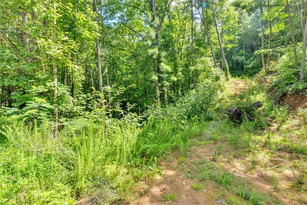 196 Whitestone Drive Talking Rock, GA 30175 - Photo 54 of 62 a view of a lush green forest