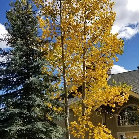a view of a tree sitting in a yard