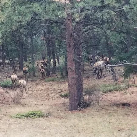 $1,000,000 | 13892 Douglass Ranch Drive, Pine, CO 80470