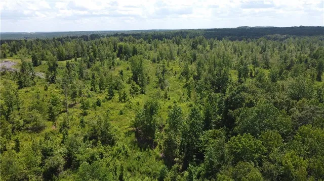 a view of a forest with a street