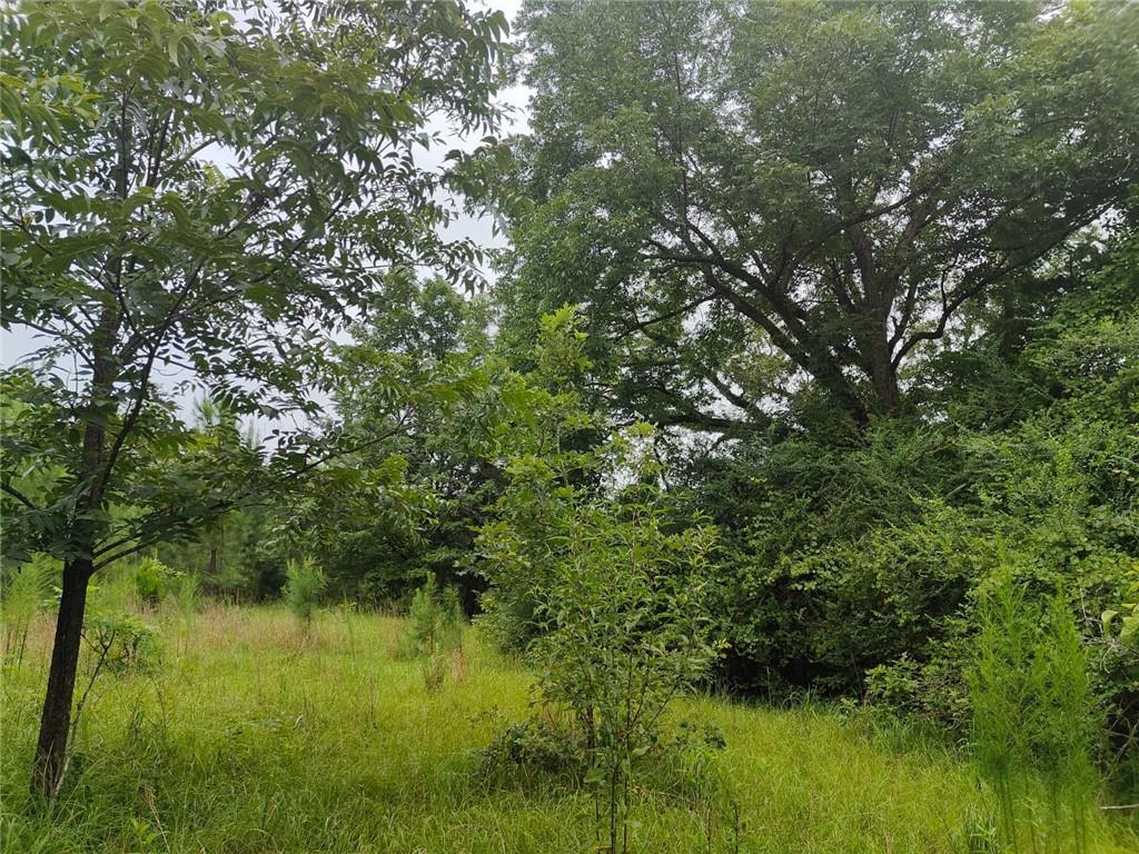 0 None Junction City, GA 31812 - Photo 4 of 12 a view of a yard