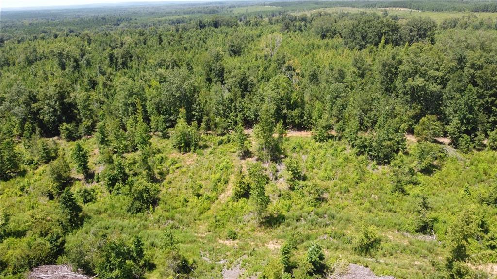 0 None Junction City, GA 31812 - Photo 7 of 12 a view of a forest with a street