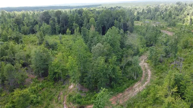 a view of a forest with a street